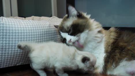 family-play--ragdoll-mom-and-kitten-playing