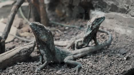 close up of two frilled lizards on the ground