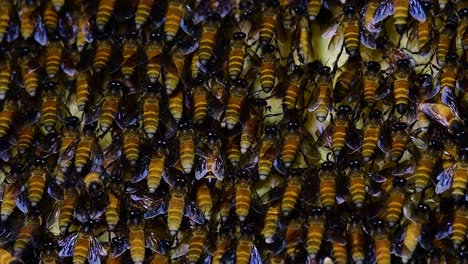 Se-Sabe-Que-Las-Abejas-Melíferas-Construyen-Grandes-Colonias-De-Nidos-Con-Bolsillos-Simétricos-Hechos-De-Cera-Para-Almacenar-Miel-Como-Fuente-De-Alimento