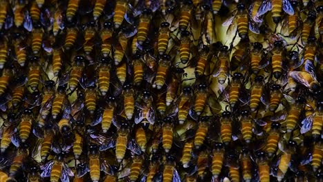 honey bees are known to build large colonies of nest with symmetrical pockets made of wax for them to store honey as their food source