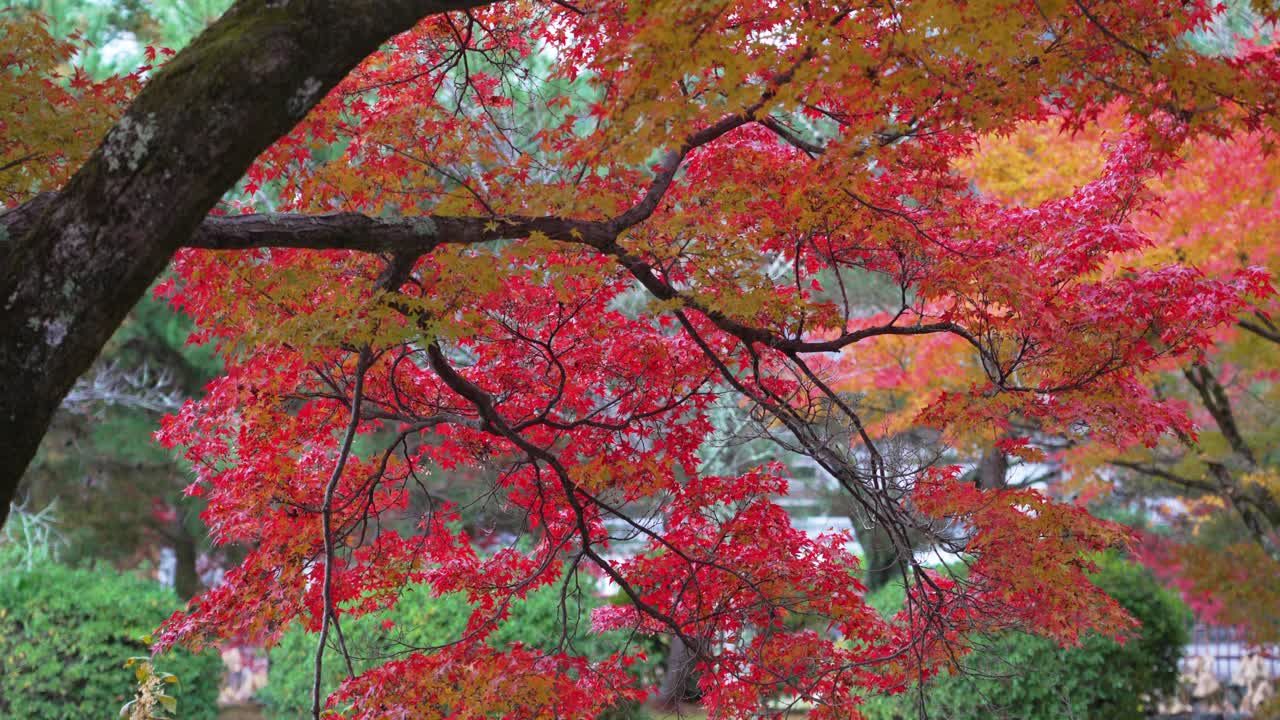 Autumn leaves in vibrant red, orange, and yellow shades captured up close in Japan, symbolizing the beauty of the fall season