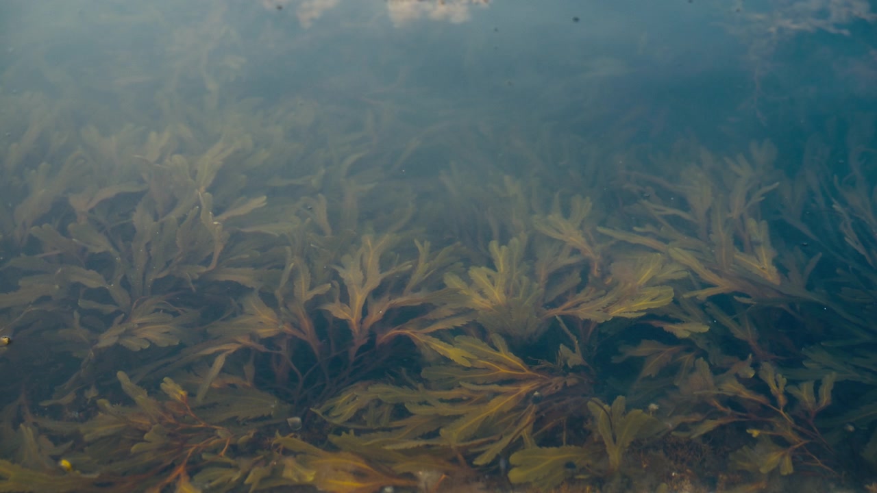 Submerged seaweed gently swaying beneath clear coastal water. Natural underwater scene showingmarine vegetation, organic textures and tranquil aquatic environment in an abstract way.