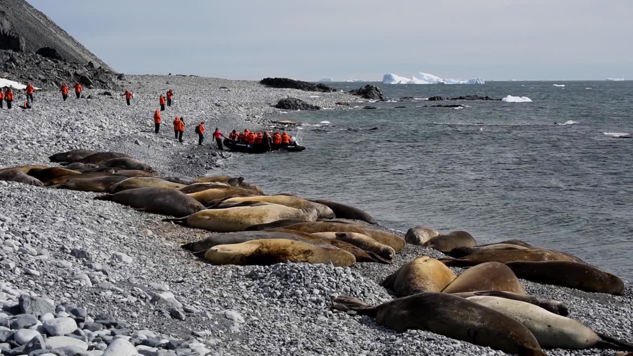 관광객들은 조디악 뗏목을 타고 남극 코끼리 물개 제니 섬을 방문합니다.
