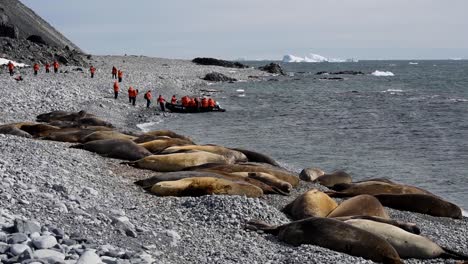 Los-Turistas-Visitan-La-Antártida-Los-Elefantes-Marinos-De-La-Isla-Jenny-En-Una-Balsa-Zodiac