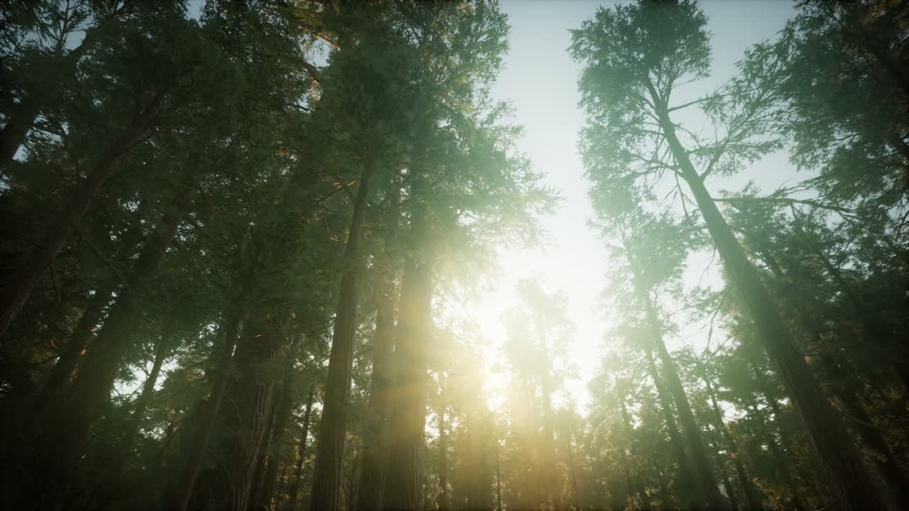 ⁇ 나무 숲 안개가 가득한 해가 지는 풍경