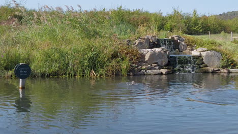 Ducks-swimming-about-and-making-a-splash-in-a-deep-pond-in-the-English-county-of-Gloucestershire