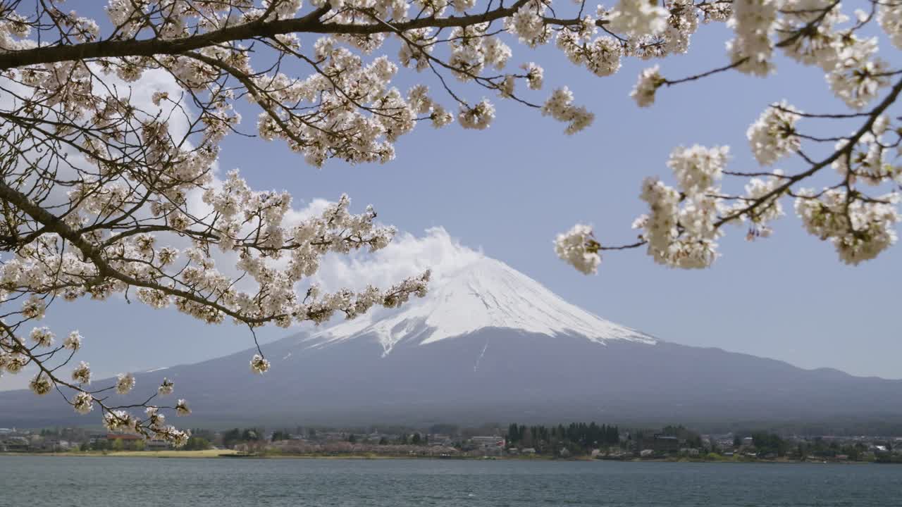 Locked off traditional Mt. Fuji shot with Sakura cherry blossoms at Lake Kawaguchiko