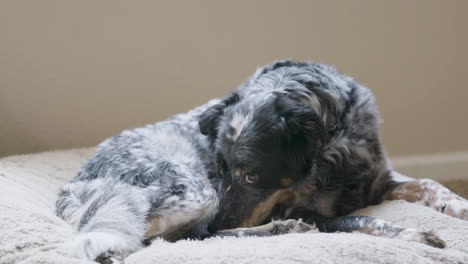 dog laying on bed licking itself