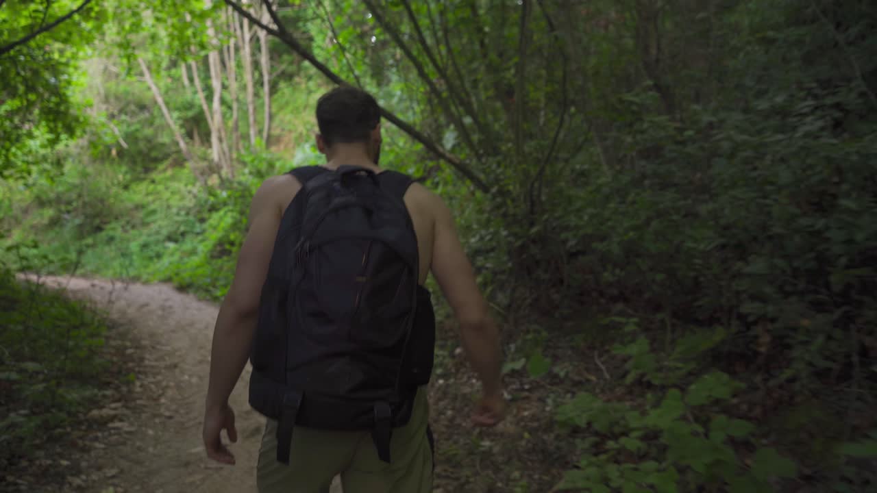 caminando en el hermoso bosque verde de verano.
