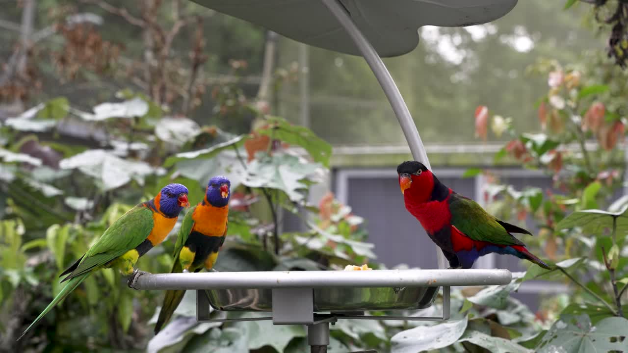 동물원 의 새 테이블 에 앉아 있는 무지개 로리케트  과 함께 보라색 나페드 로리