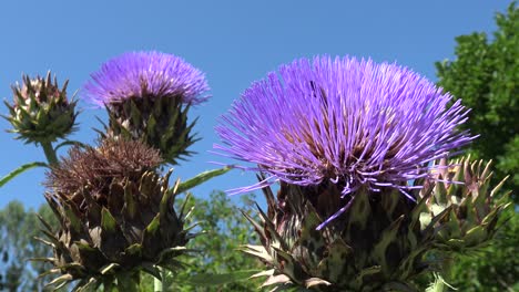 Una-Abeja-Melífera-Abriéndose-Paso-A-Través-De-Una-Flor-De-Alcachofa-Y-Luego-Volando-Hacia-La-Siguiente