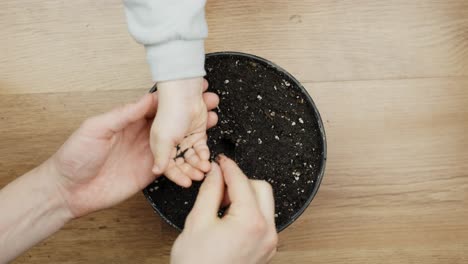 a child's hand helps plant seeds in soil, symbolizing care, growth and learning