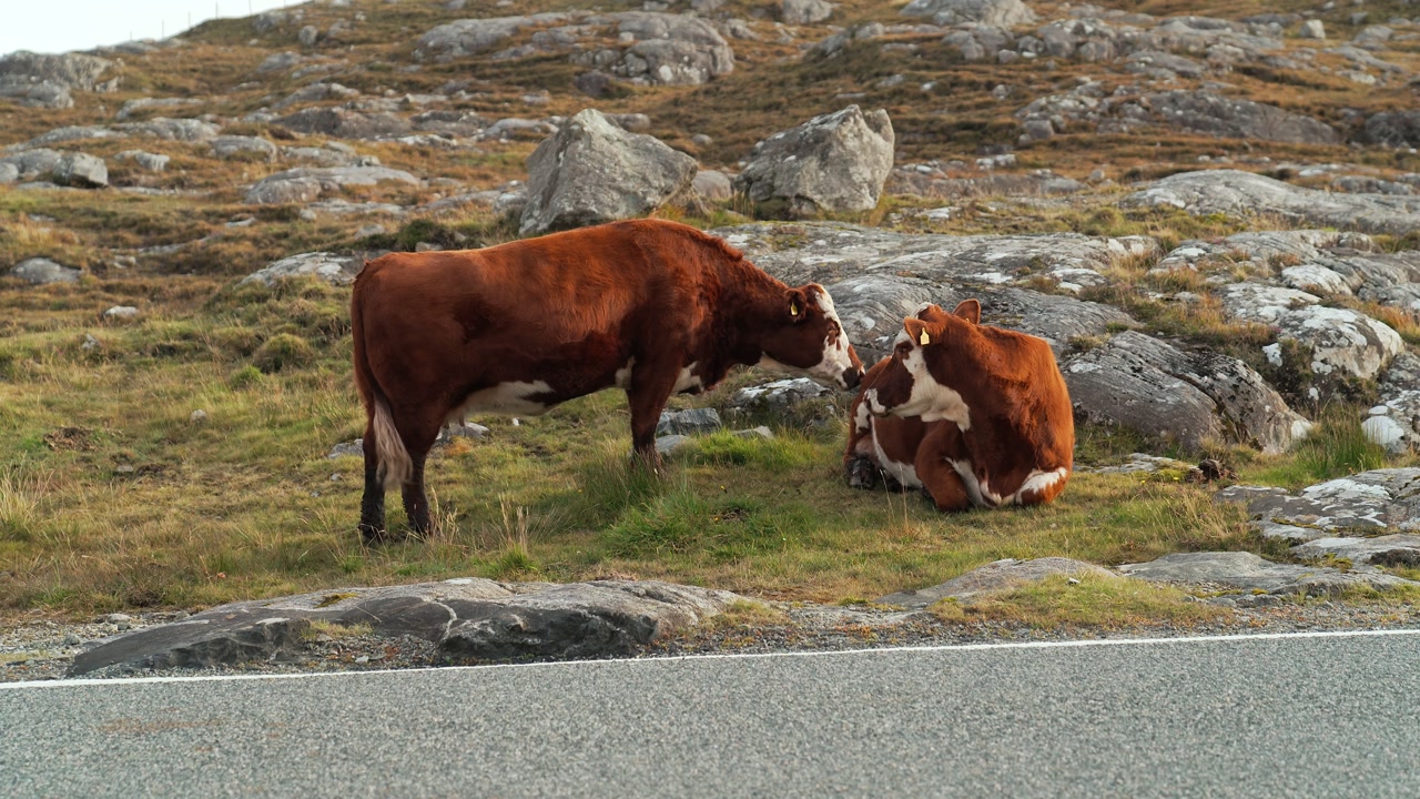 Static shot of two Hereford cows. One is sniffing the other. Filmed on Harris.