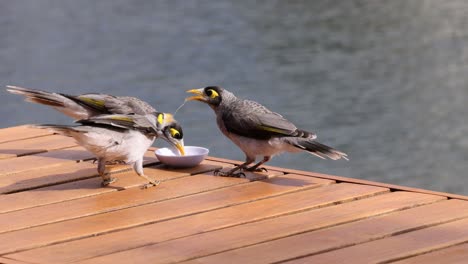 two birds engaging near a small bowl