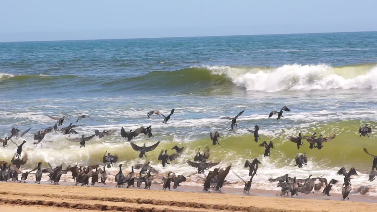 бакланы из уолфиш-бей взлетают и разбиваются об океанские волны вдоль побережья намибии