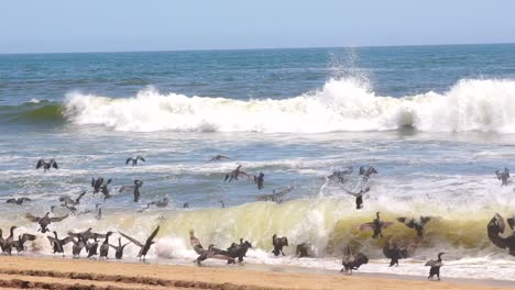 walvis bay cormorants take off and crash into ocean waves along the coast of namibia