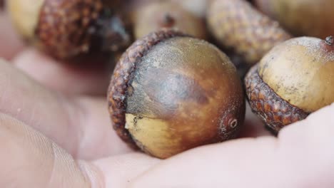 primer plano detallado de una mano que sostiene varias bellotas pequeñas