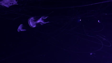 rhopilema esculentum - medusa llama nadando en el tanque del acuario con iluminación violeta