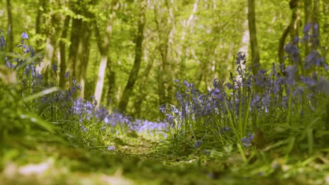 Bluebells-in-the-sunlight-with-shadows