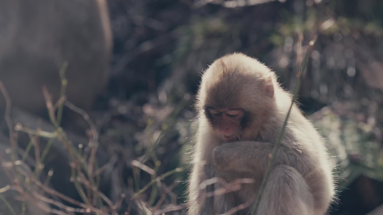 un lindo mono de nieve alimentándose de hierba en un parque de vida silvestre soleado