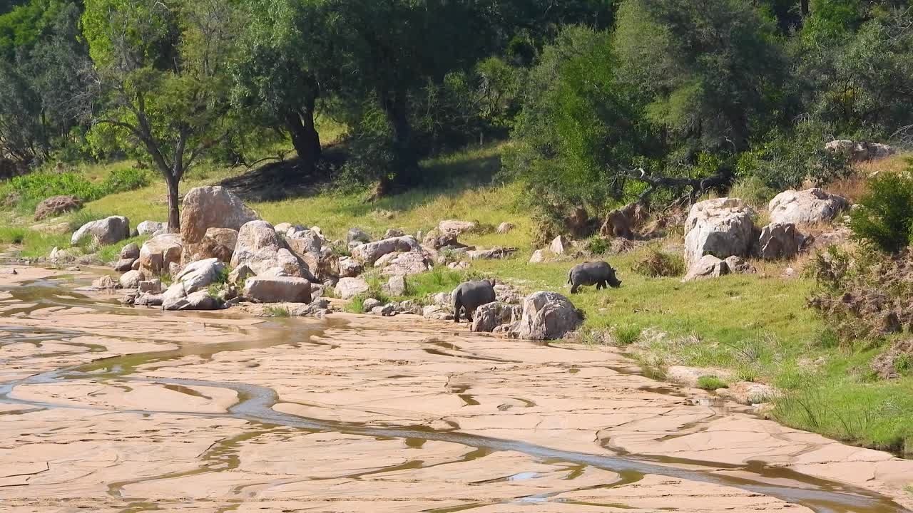 A pair of White Rhinoceroses grazing along a dry riverbank in the Kruger National Park, South Africa