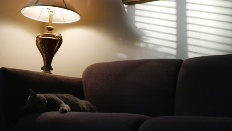 cat resting on a couch in the afternoon