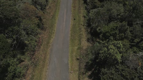 Foto-Reveladora-De-Un-Camino-En-Medio-De-Una-Jungla