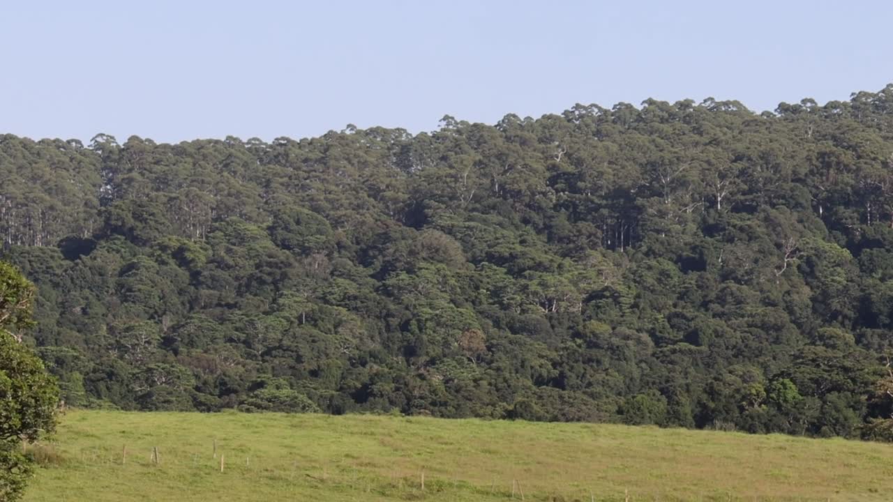 A tranquil view of dense forest bordering a wide, open grassland under a clear sky.
