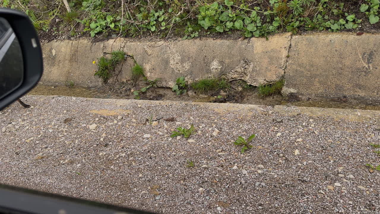 Wild red fox walking along a road in Romania, waiting to be fed