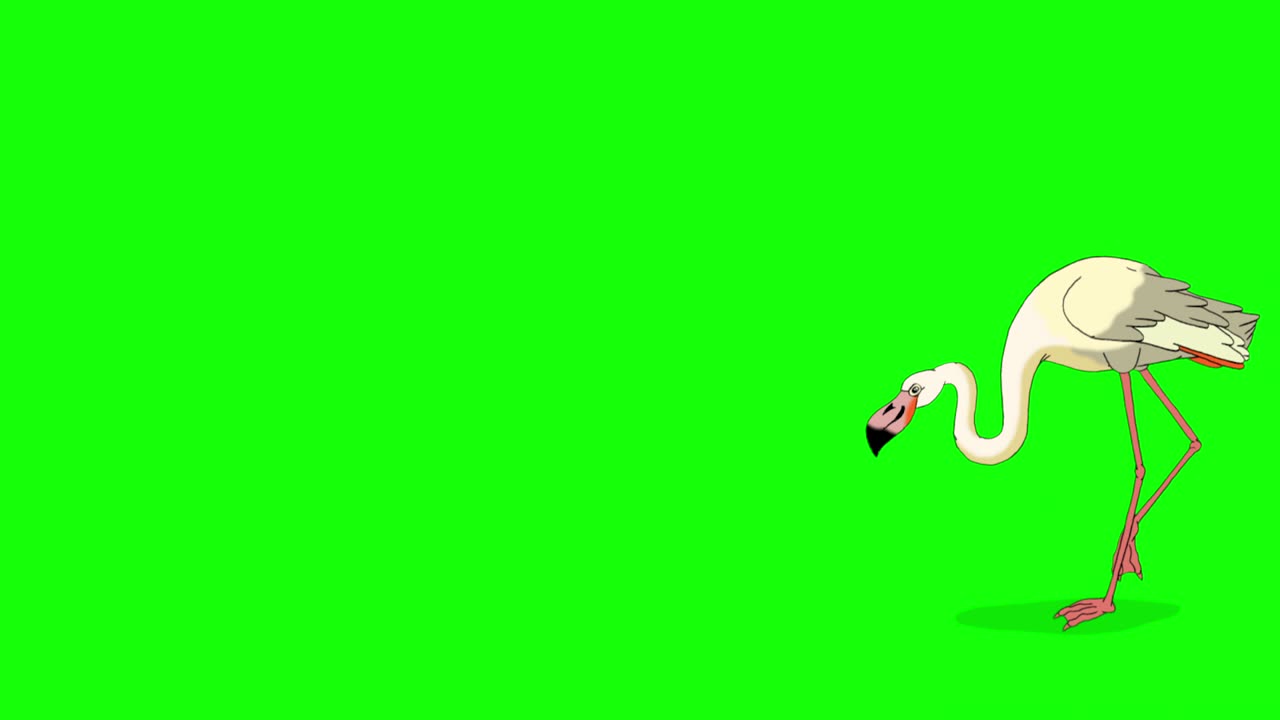 White Flamingo walks 4K chroma key