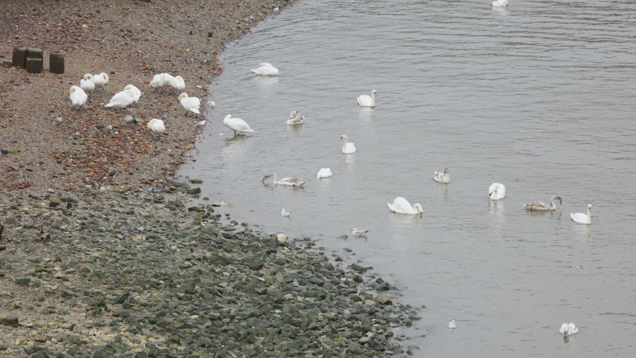 테임즈 강의 새들: 런던의 밀레니엄 브리지를 즐기고