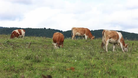 grazing cows on green meadow field with forest mountain background