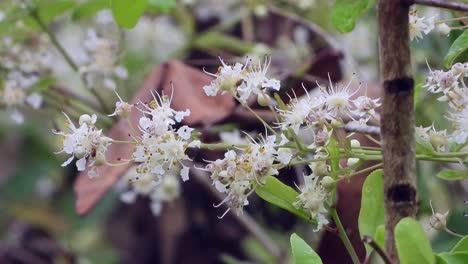 flowers-in-forest----Beautiful-