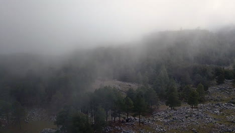 구아테말라의 네바지 (nebaj) 산맥 위의 소나무의 공중 촬영, 아침, 구름 사이