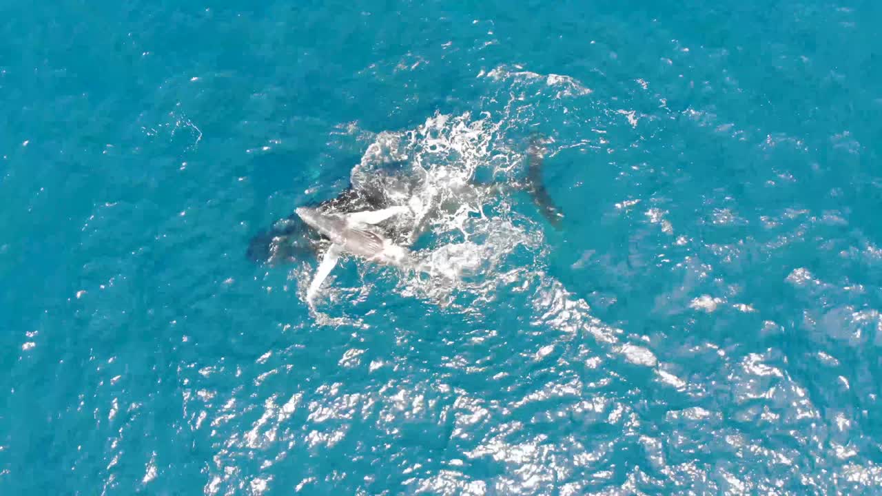 다 자란 고래와 송아지가 장난스럽게 수면 위로 뛰어오르고 있다