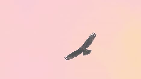 Cometa-Roja-Ave-De-Rapiña-Volando-Contra-El-Cielo-De-La-Puesta-De-Sol-De-Melocotón