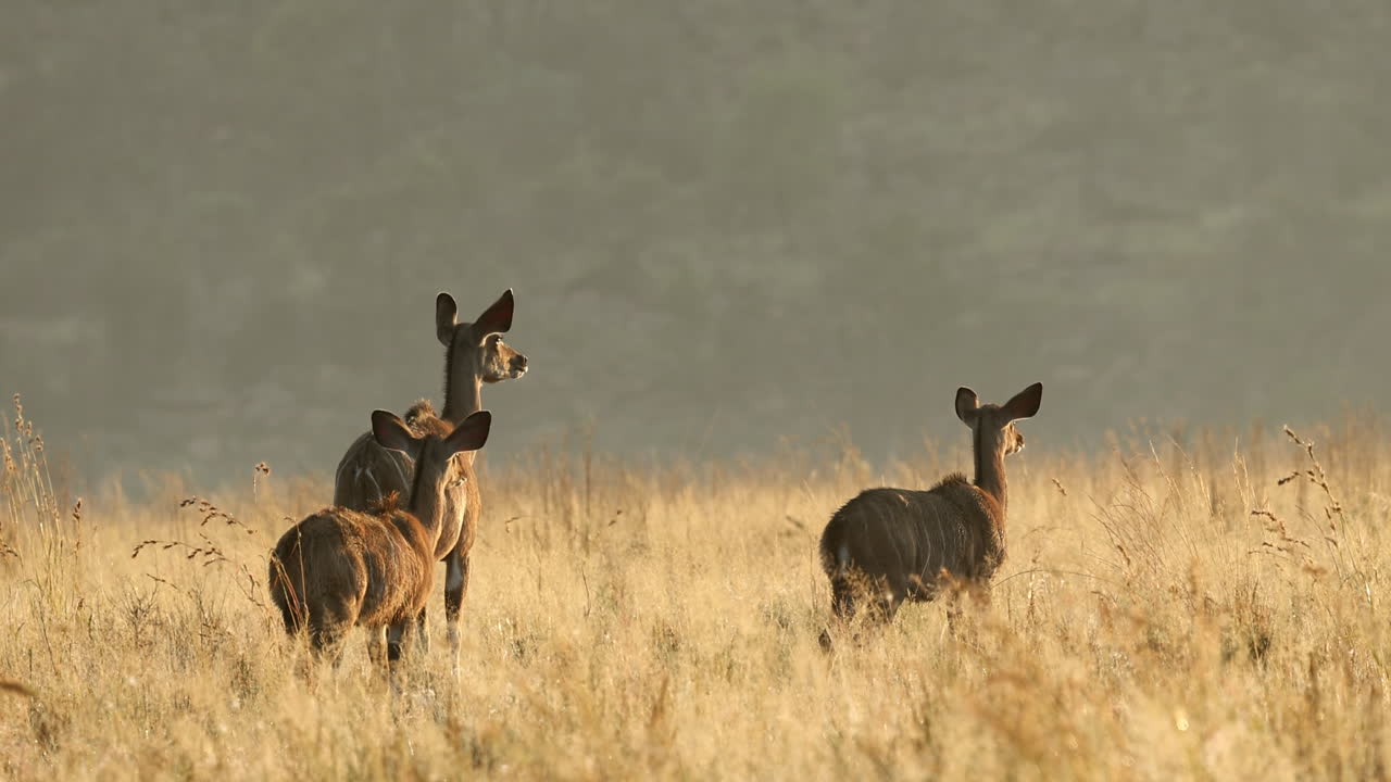 Three alert greater kudu cows in tall grass scans area for danger at sunrise
