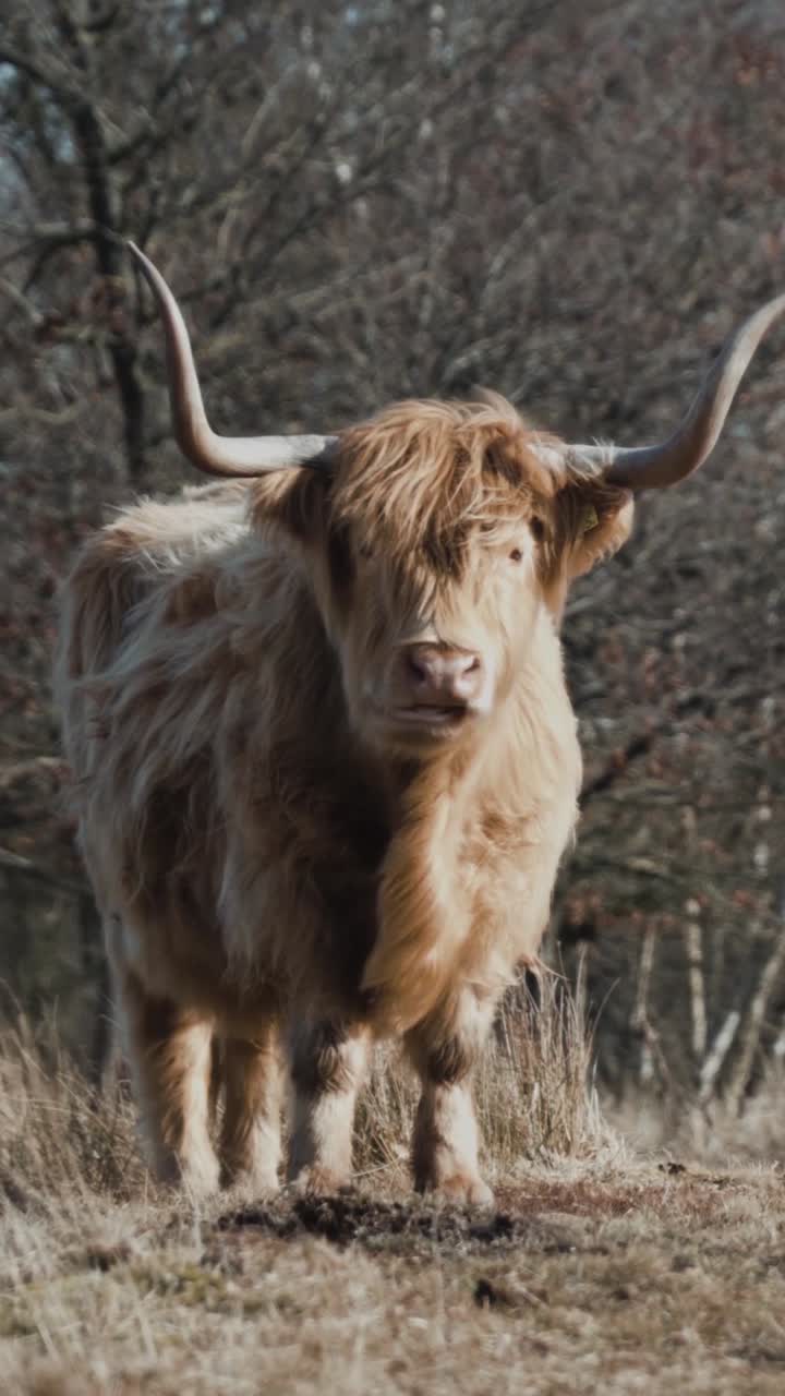 Vacca di montagna in un campo
