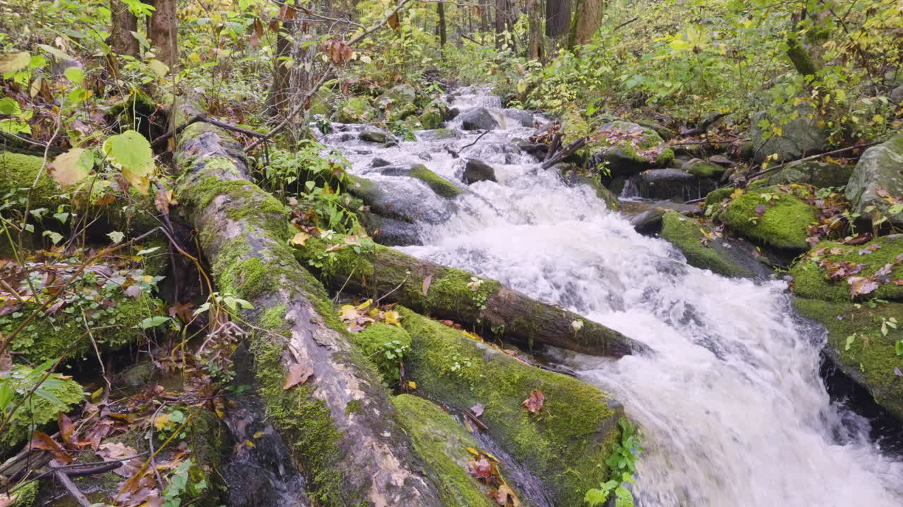 Forest Creek Stream with Rocks Landscape 1