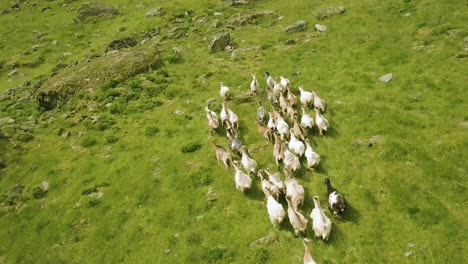 drone footage flying over a herd of wild goats