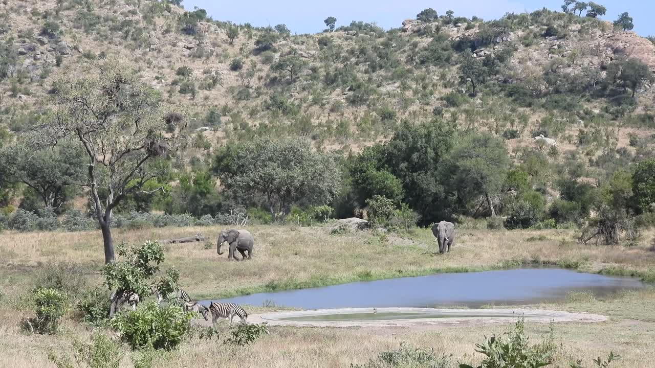 African Savanna Elephant and Burchell's Zebra grazing by a small lake in Africa