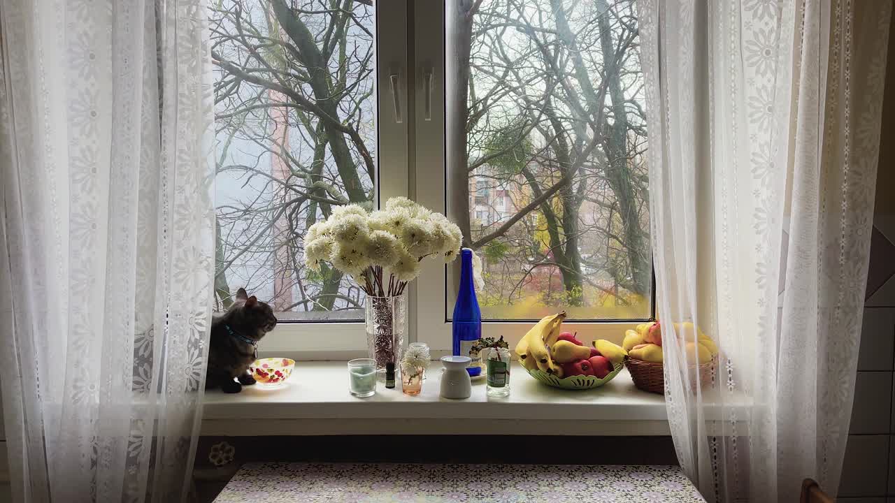 Curious black cat sits on the window sill during the winter day in Kyiv Ukraine