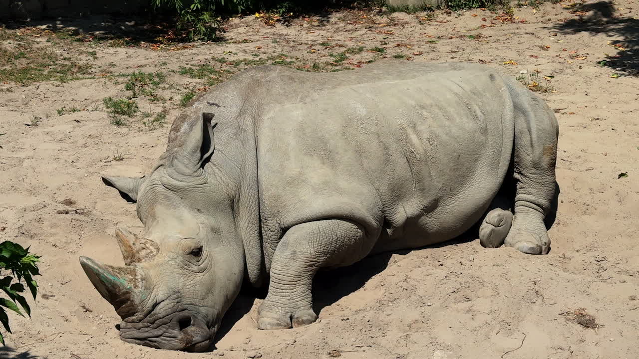 Rhinoceros resting in sandy surroundings. A rhinoceros lies on the sandy ground, soaking up the sun in a serene outdoor environment