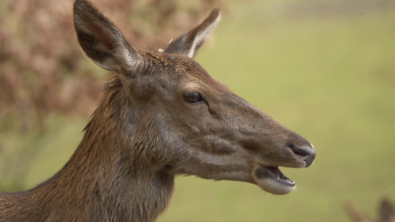 Primo piano di cervi selvatici che mangiano all'aperto in natura durante una giornata di sole - Ritratto di un simpatico cervo che mastica al rallentatore.