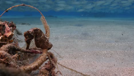 sea horse in shallow water of coral reef in the caribbean sea around curacao