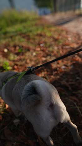 pug walking in autumn park