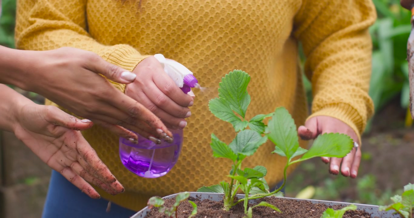Amigos afro-americanos plantando uma muda, firmando as raízes no vaso e borrifando com uma garrafa roxa.