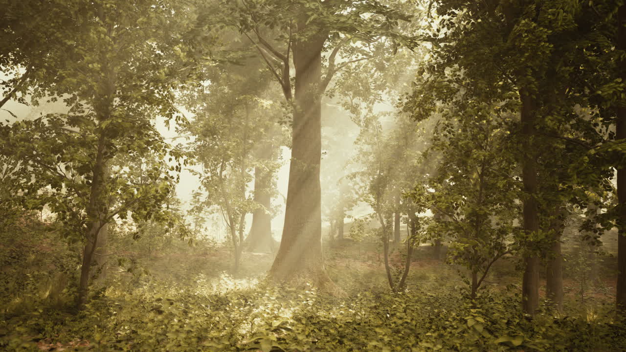 rayos de sol a través de la niebla en un bosque exuberante