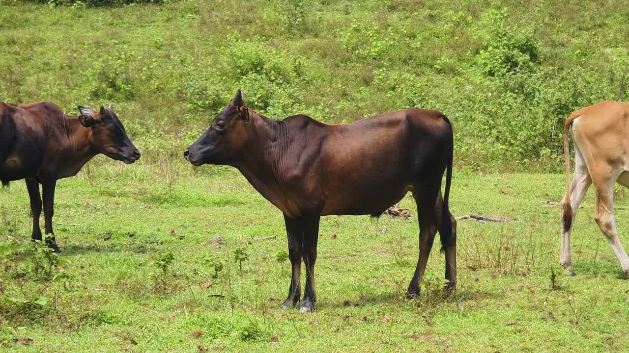 잔디 에 있는 소 들