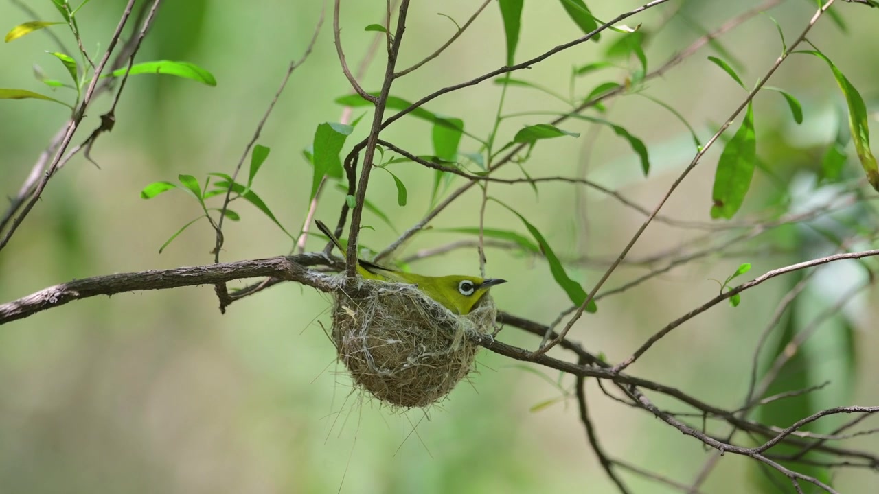 White Eye Bird Coming to nest in Forest